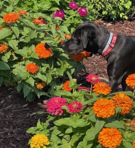 LRT-25-07-Bella loves Flowers - Little Red Tractor, LLC