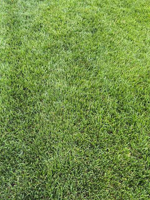 LRT-25-08 Fescue lawn - Little Red Tractor, LLC